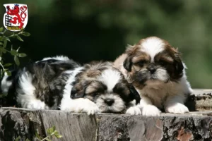 Mehr über den Artikel erfahren Shih Tzu Züchter und Welpen in Wuppertal