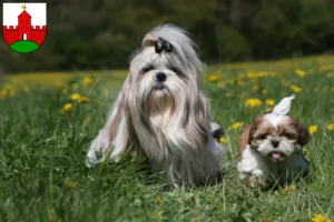 Mehr über den Artikel erfahren Shih Tzu Züchter und Welpen in Zirndorf