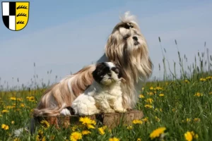 Mehr über den Artikel erfahren Shih Tzu Züchter und Welpen im Zollernalbkreis