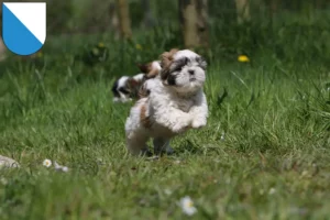 Mehr über den Artikel erfahren Shih Tzu Züchter und Welpen in Zürich