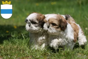 Mehr über den Artikel erfahren Shih Tzu Züchter und Welpen in Zug