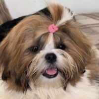 Shih Tzu Welpen, FCI