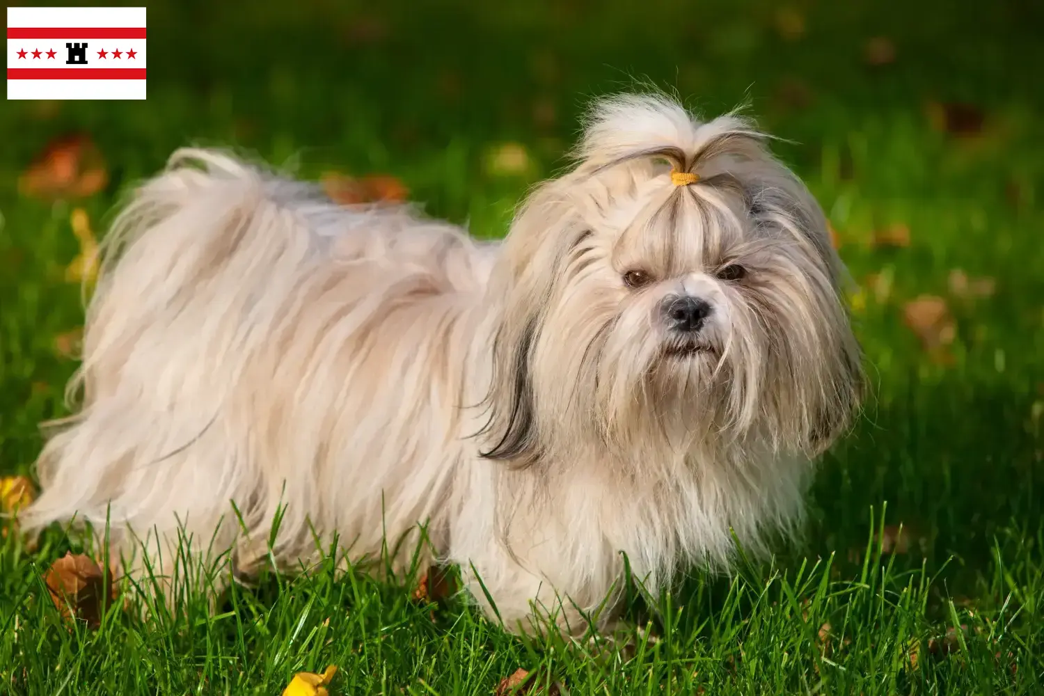 Mehr über den Artikel erfahren Shih Tzu Züchter und Welpen in Drenthe