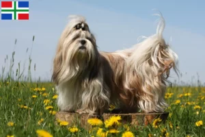 Mehr über den Artikel erfahren Shih Tzu Züchter und Welpen in Groningen