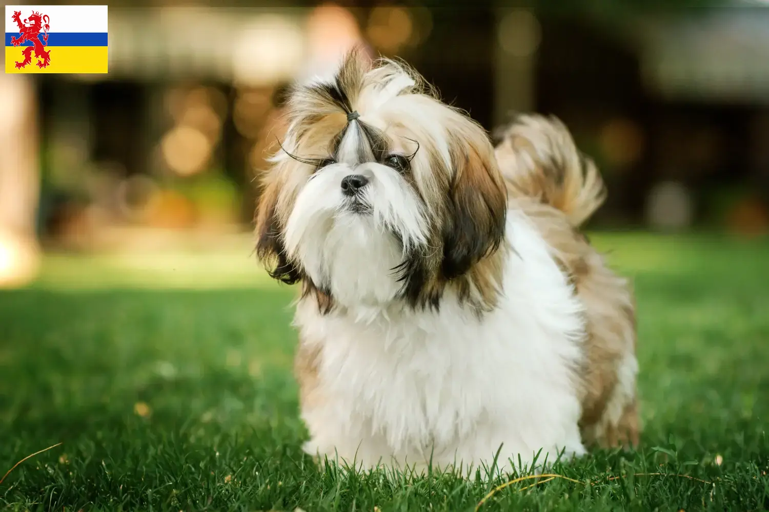 Mehr über den Artikel erfahren Shih Tzu Züchter und Welpen in Limburg