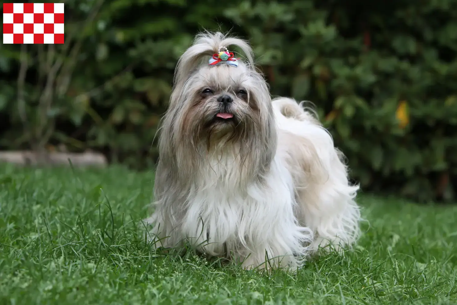 Mehr über den Artikel erfahren Shih Tzu Züchter und Welpen in Nordbrabant