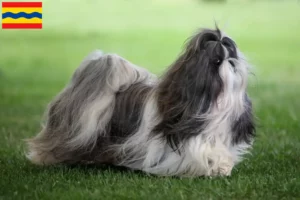 Mehr über den Artikel erfahren Shih Tzu Züchter und Welpen in Overijssel