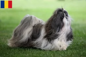 Mehr über den Artikel erfahren Shih Tzu Züchter und Welpen in Rumänien