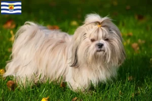 Mehr über den Artikel erfahren Shih Tzu Züchter und Welpen in Zeeland