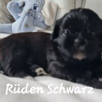 Zauberhafte Shih-Tzu Welpen