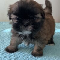 Shih Tzu Welpen, FCI