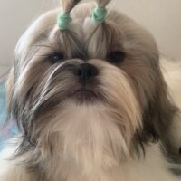 Hündin shih-tzu, FCI