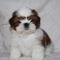 Bezaubernde Shih Tzu Welpen