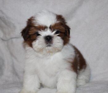 Bezaubernde Shih Tzu Welpen