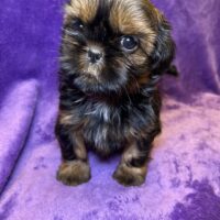 Shih Tzu Welpen