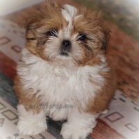 Shih Tzu Welpen aus Vereinszucht