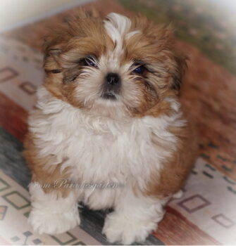 Shih Tzu Welpen aus Vereinszucht