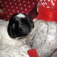 Shih-Tzu Welpe mit Ahnentafel