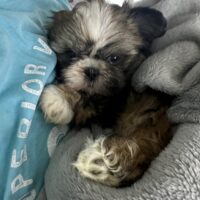 Shih tzu Welpe