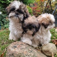 "Drei Musketiere "-Shih tzu Welpen PLZ 23619, 04506/89847