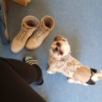 Suche Deckrüde für meinen Shih tzu Bella, zwischen den 6.1.und den 11.1.25