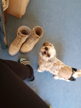 Suche Deckrüde für meinen Shih tzu Bella, zwischen den 6.1.und den 11.1.25