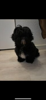 Shih Tzu zu verkaufen