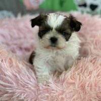 Shih Tzu Welpen aus Top Zucht