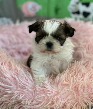 Shih Tzu Welpen aus Top Zucht